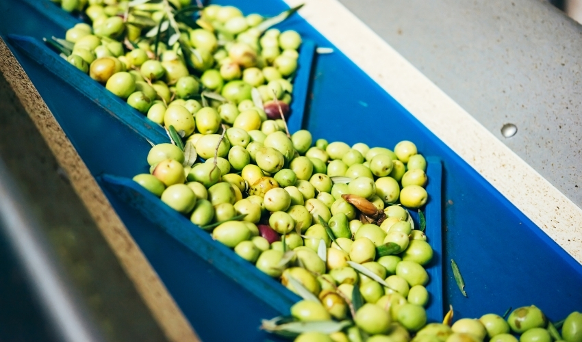 img olive raccolte-3 - Frantoi Saalga